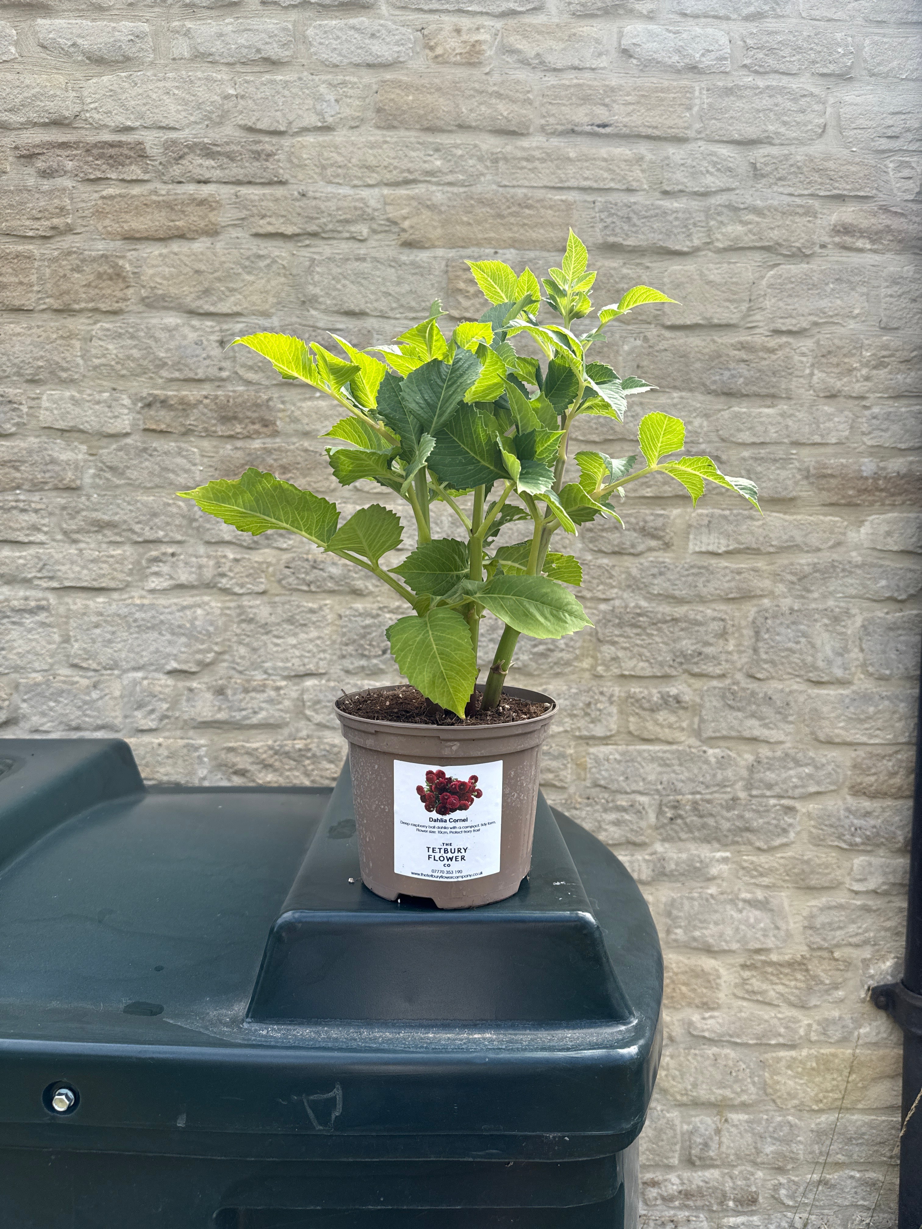 Dahlia 2L Cornel