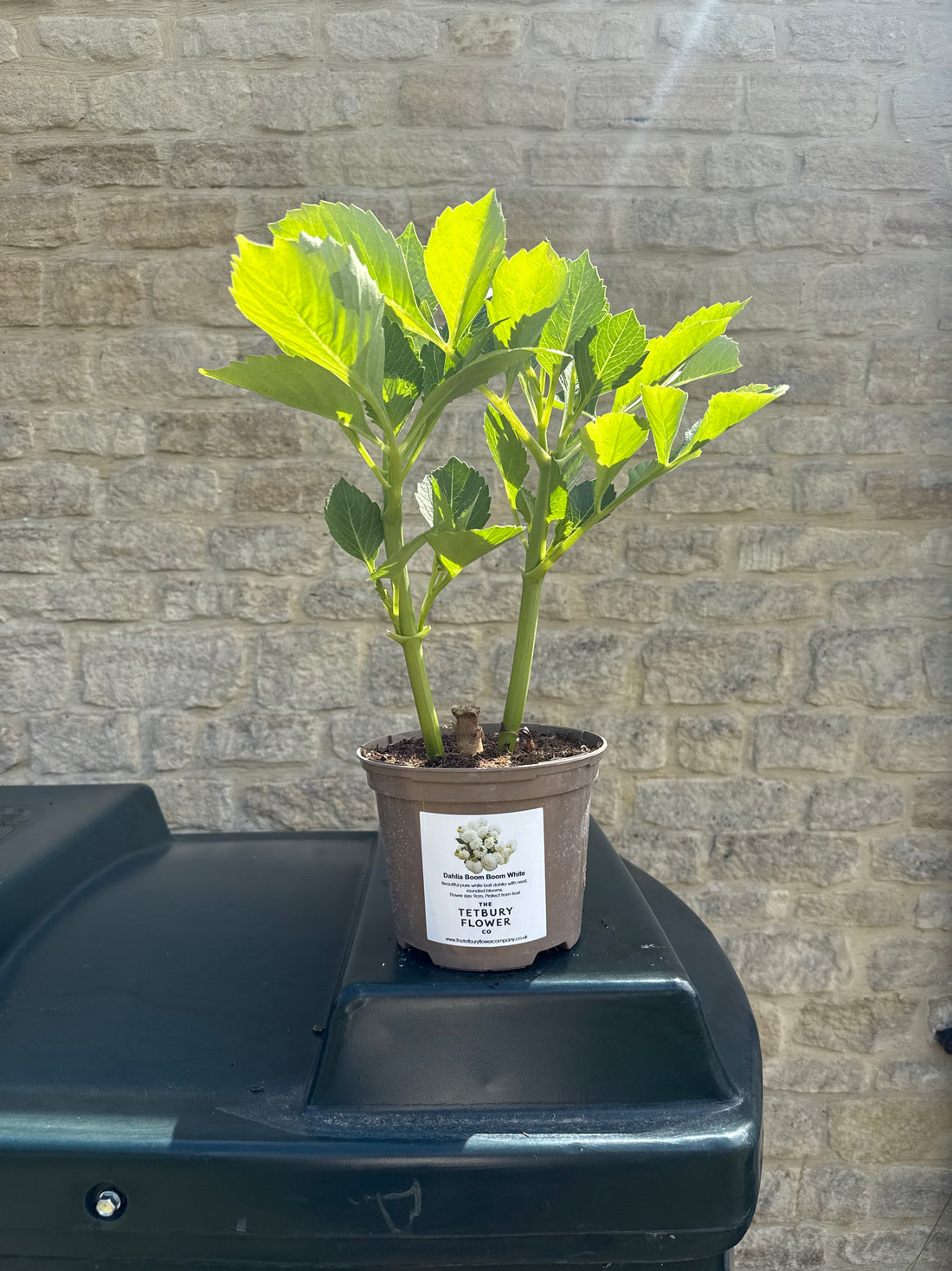 Dahlia 2L Boom Boom White