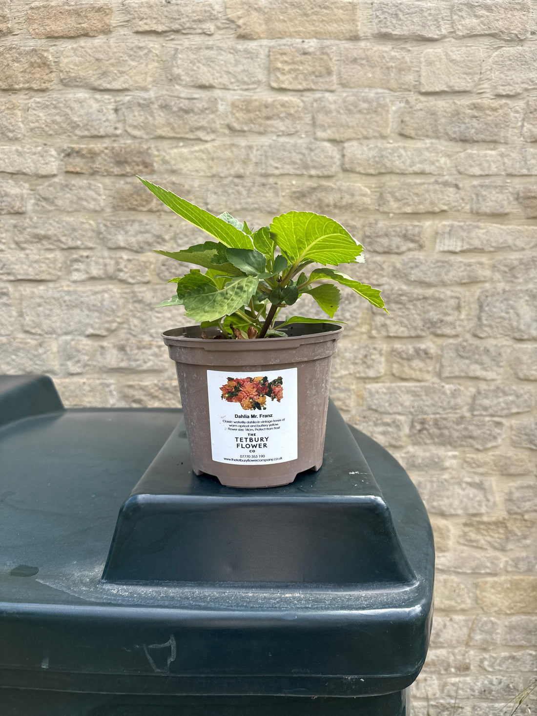 Dahlia 2L Mister Frans