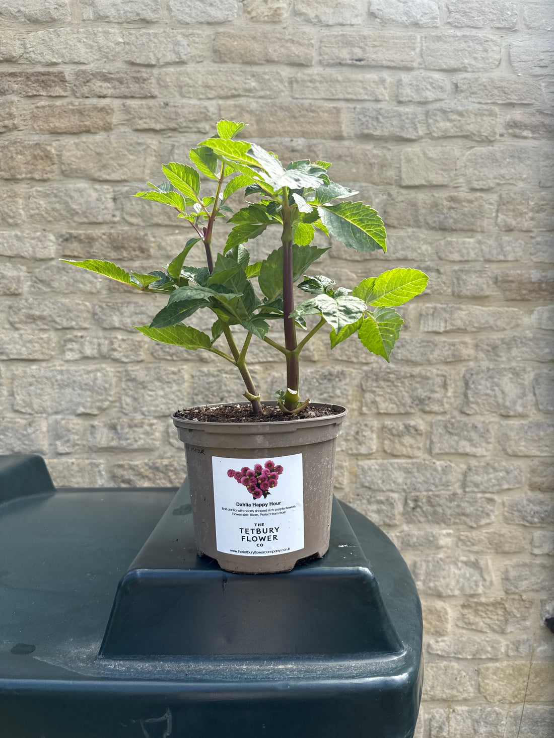 Dahlia 2L Happy Hour