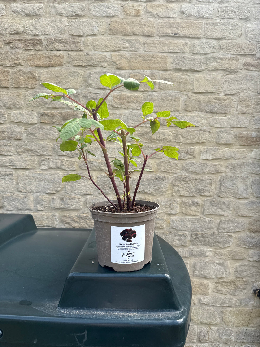 Dahlia 2L Sam Hopkins