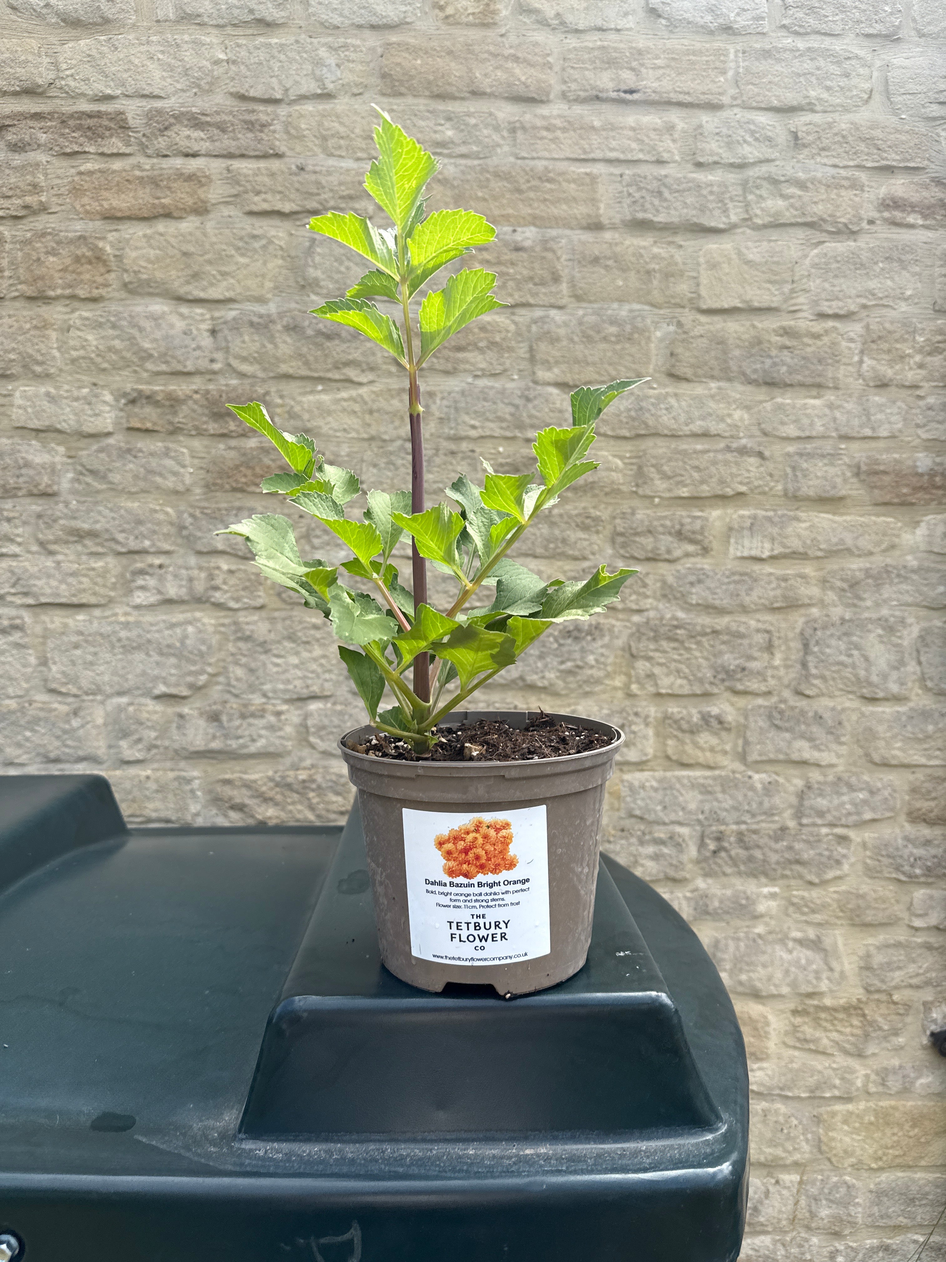 Dahlia 2L Bazuin Bright Orange