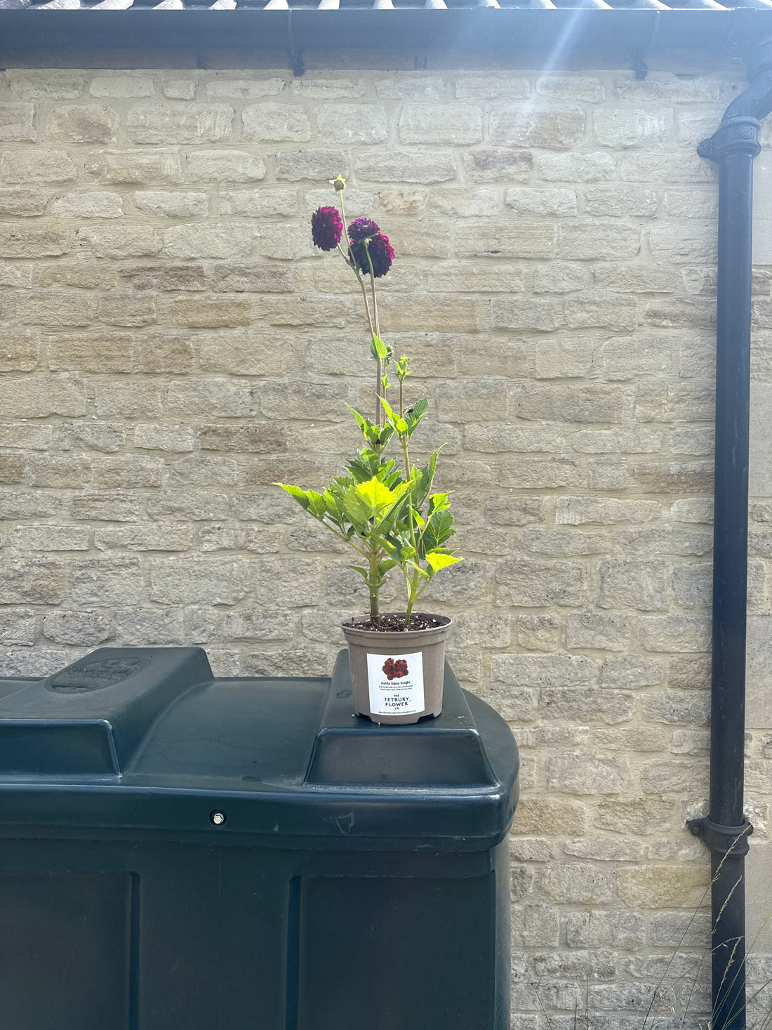 Dahlia 2L Gipsy Night