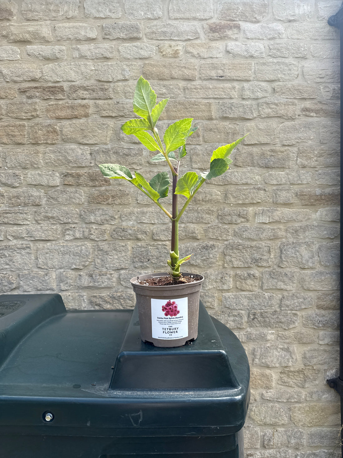 Dahlia 2L Pink Sylvia (Sandra)