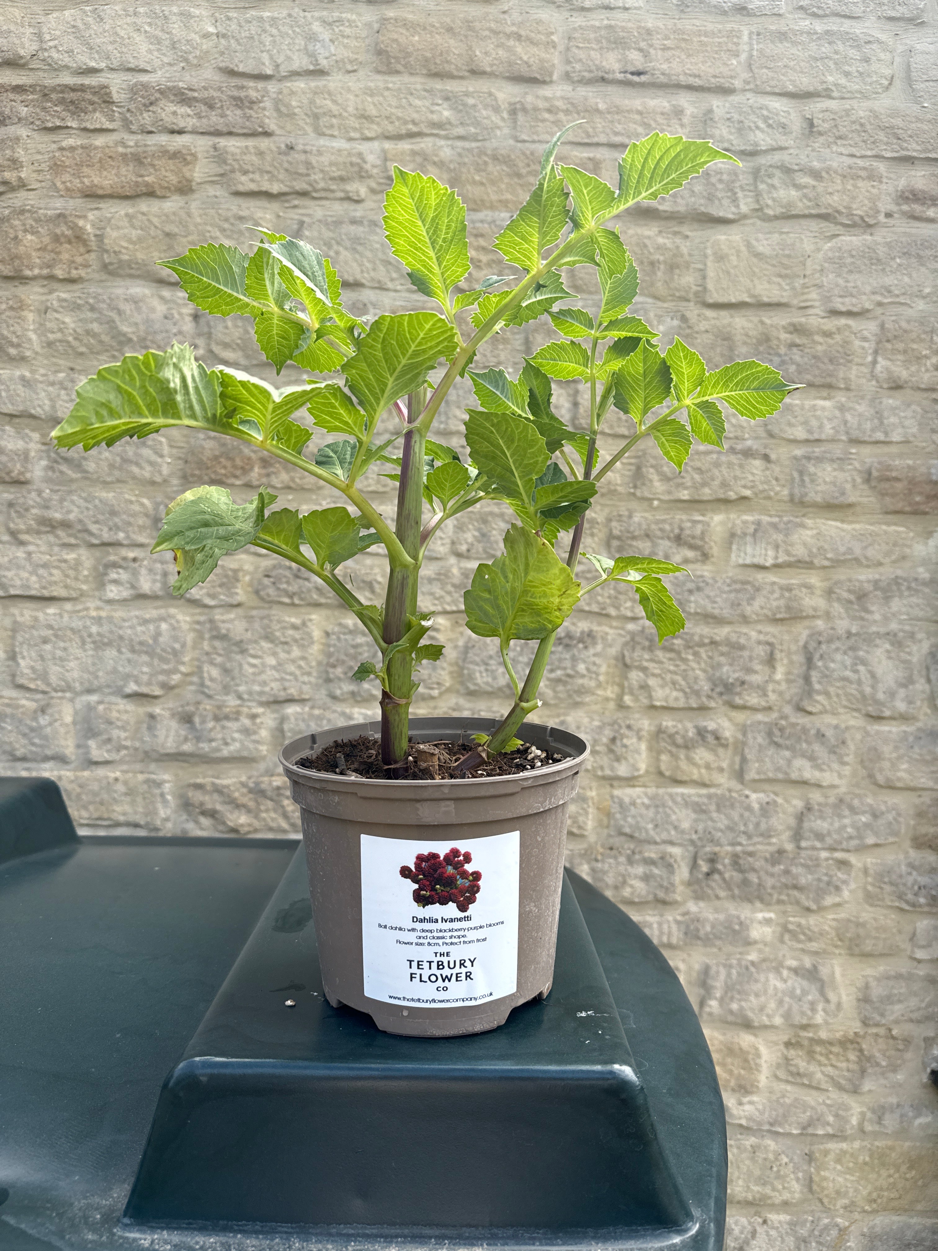 Dahlia 2L Ivanetti