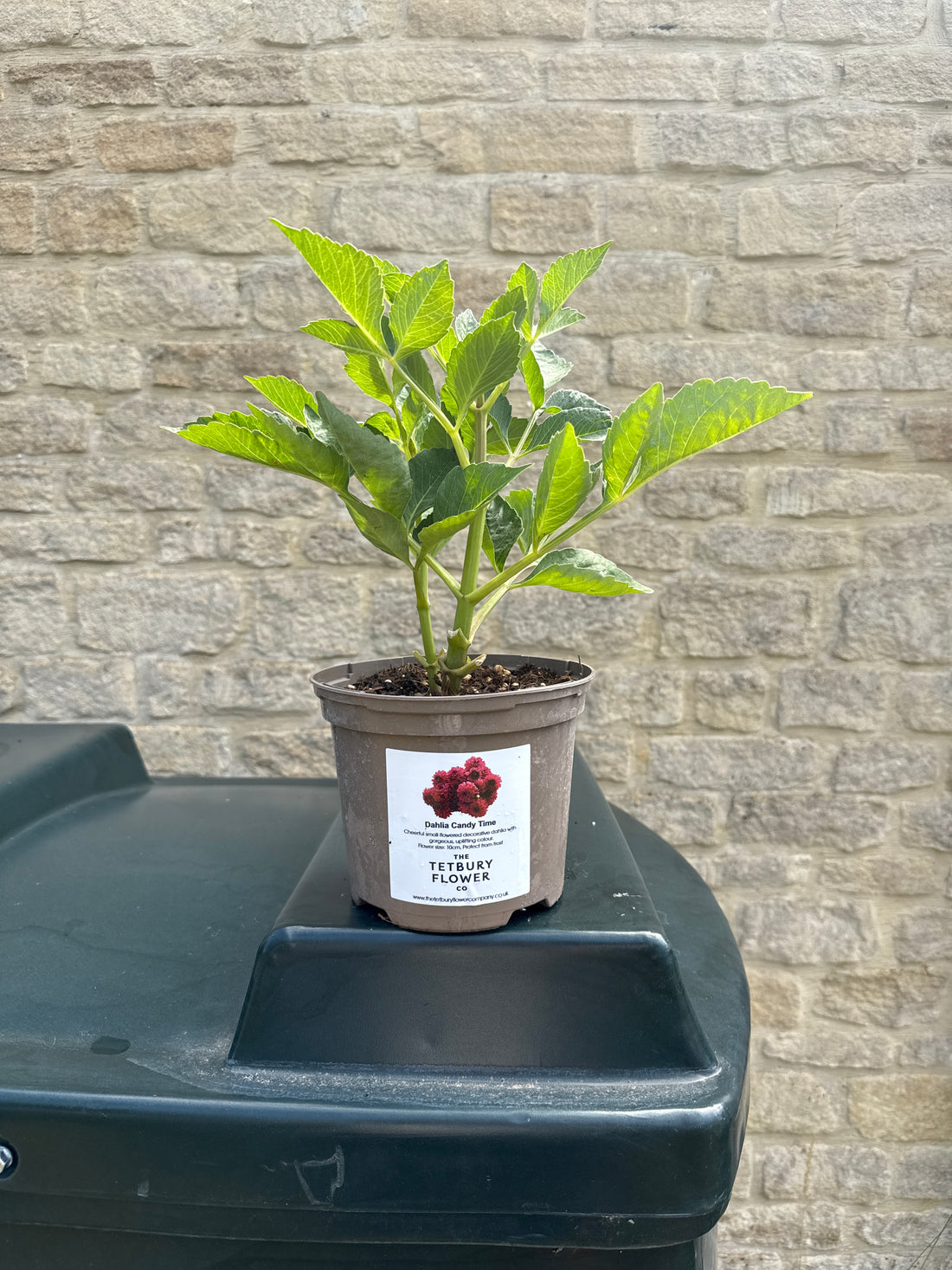 Dahlia 2L Candy Time