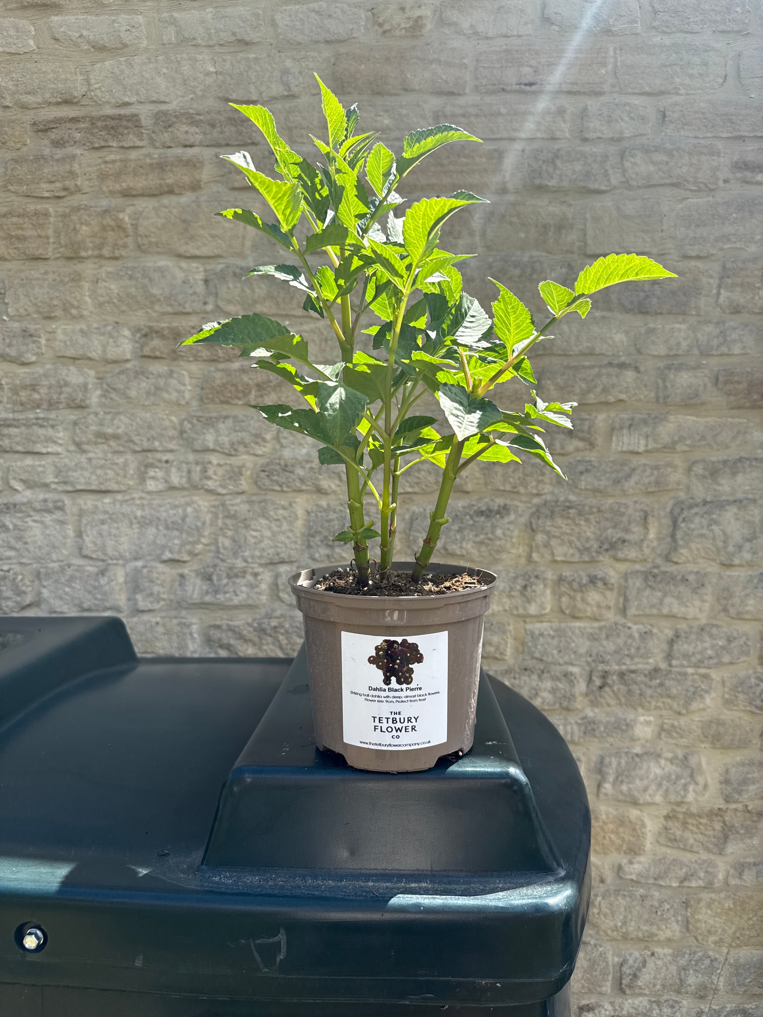 Dahlia 2L Black Pierre