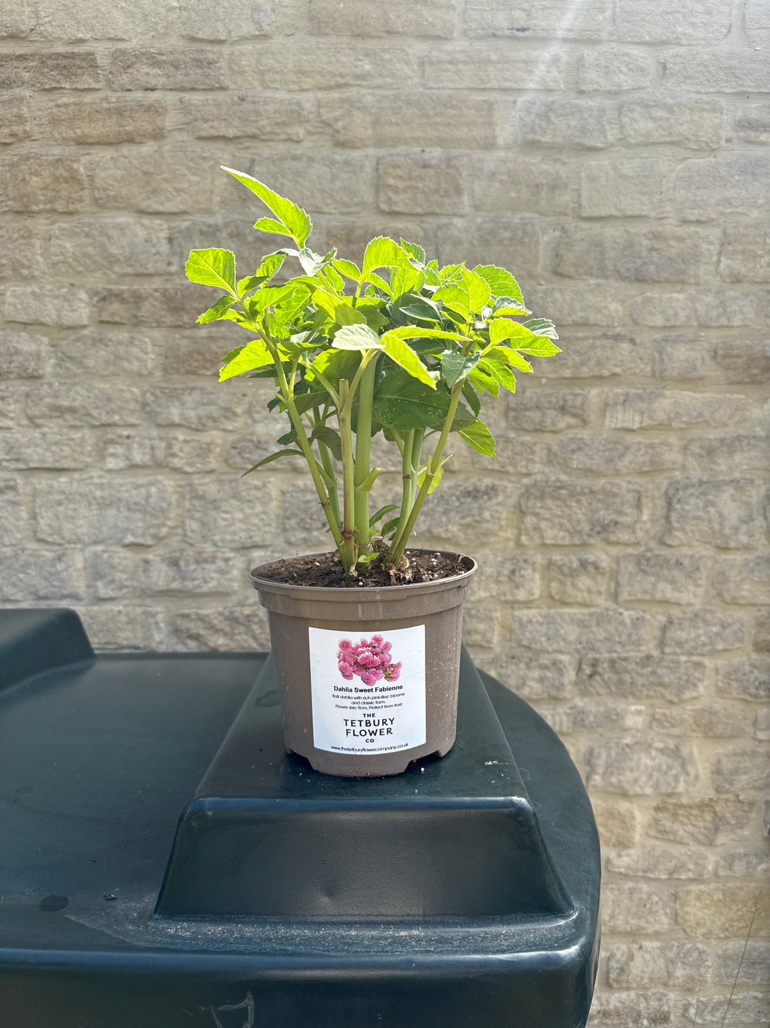 Dahlia 2L Sweet Fabienne