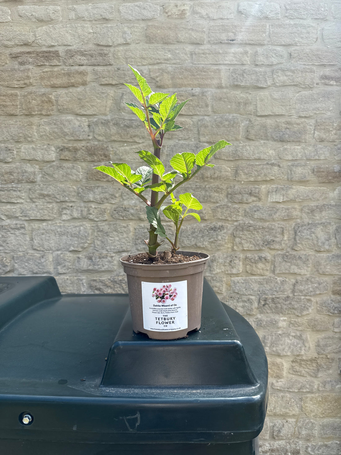 Dahlia 2L Wizard of Oz