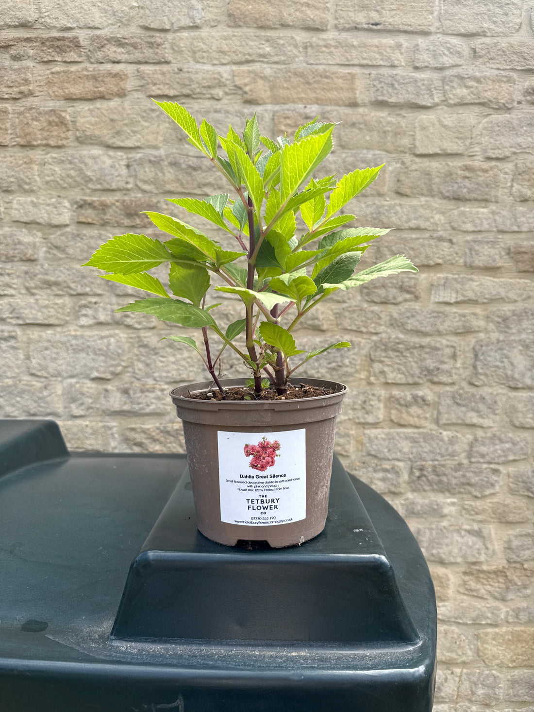 Dahlia 2L Great Silence