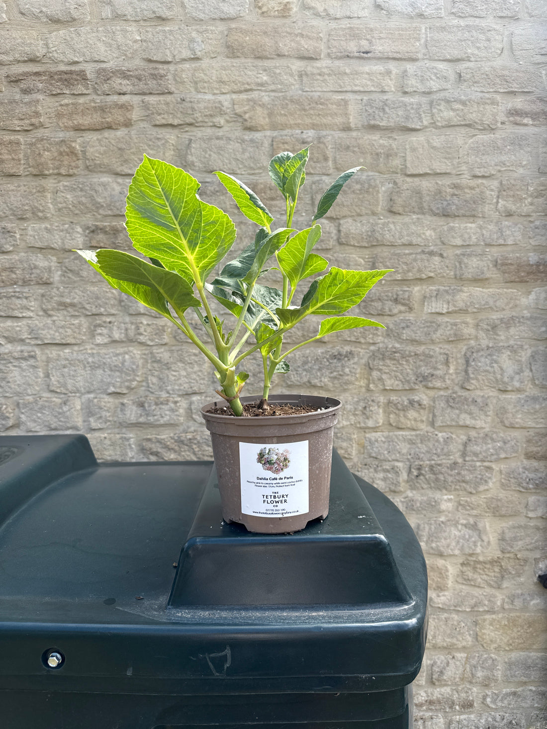 Dahlia 2L Cafe de Paris