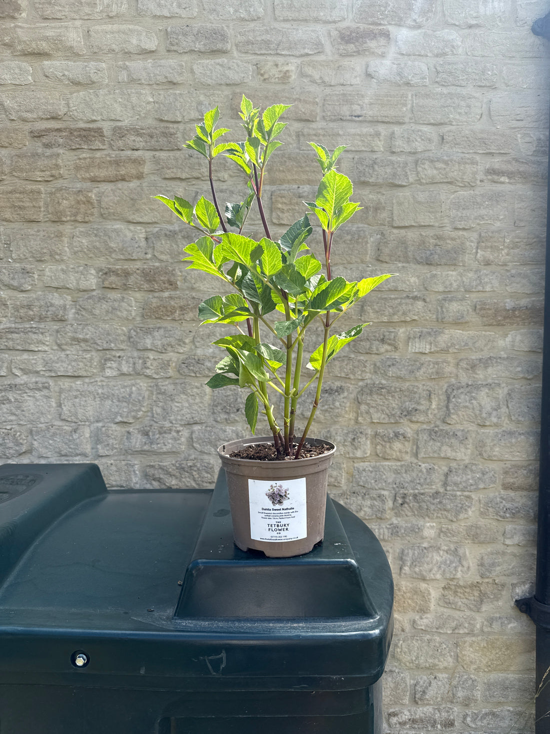 Dahlia 2L Sweet Nathalie