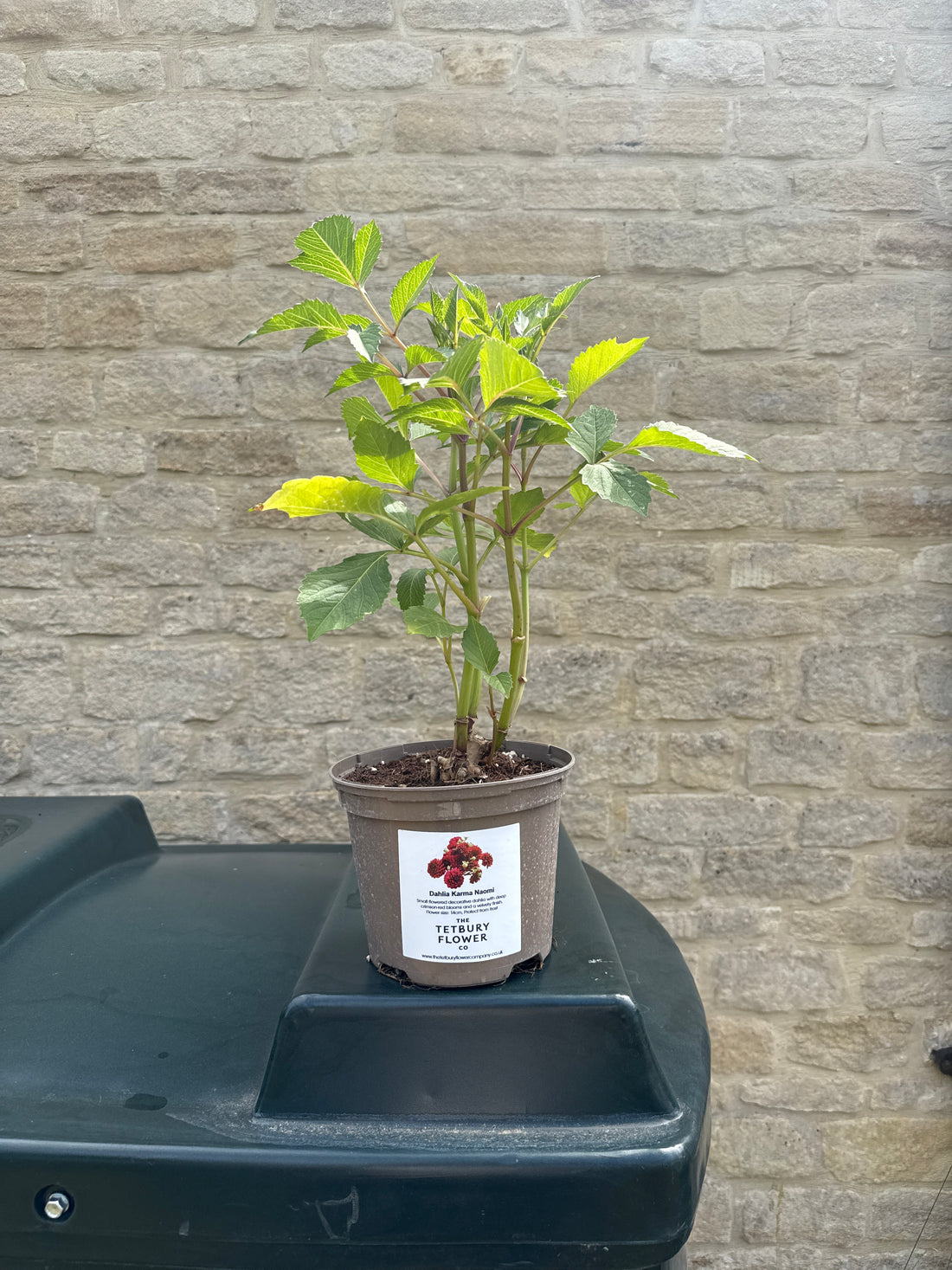 Dahlia 2L Karma Naomi