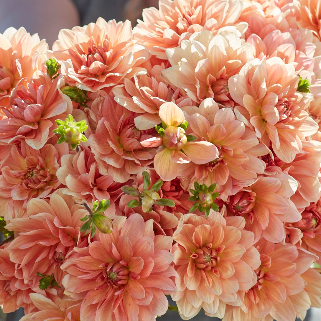 Apricot Desire