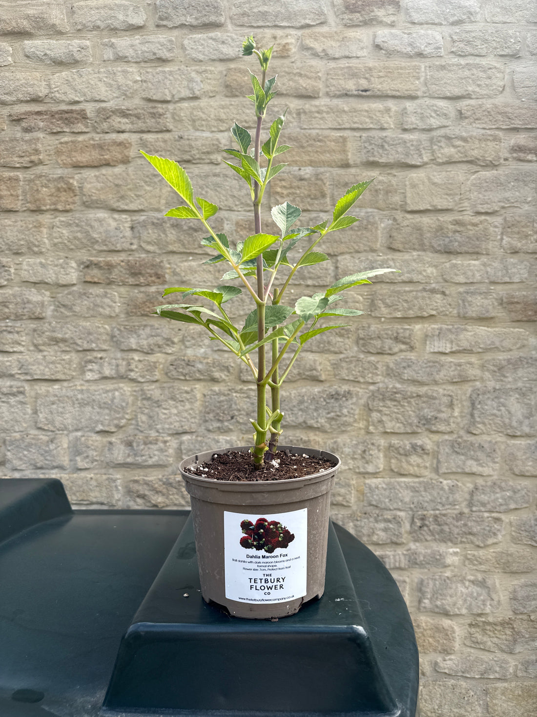 Dahlia 2L Maroon Fox