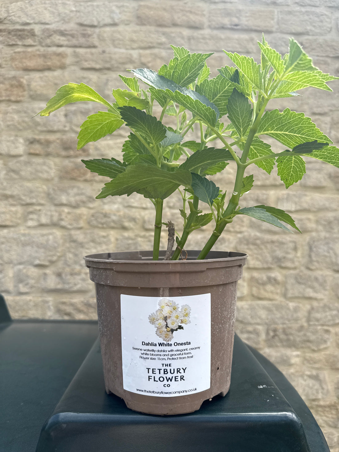 Dahlia 2L White Onesta