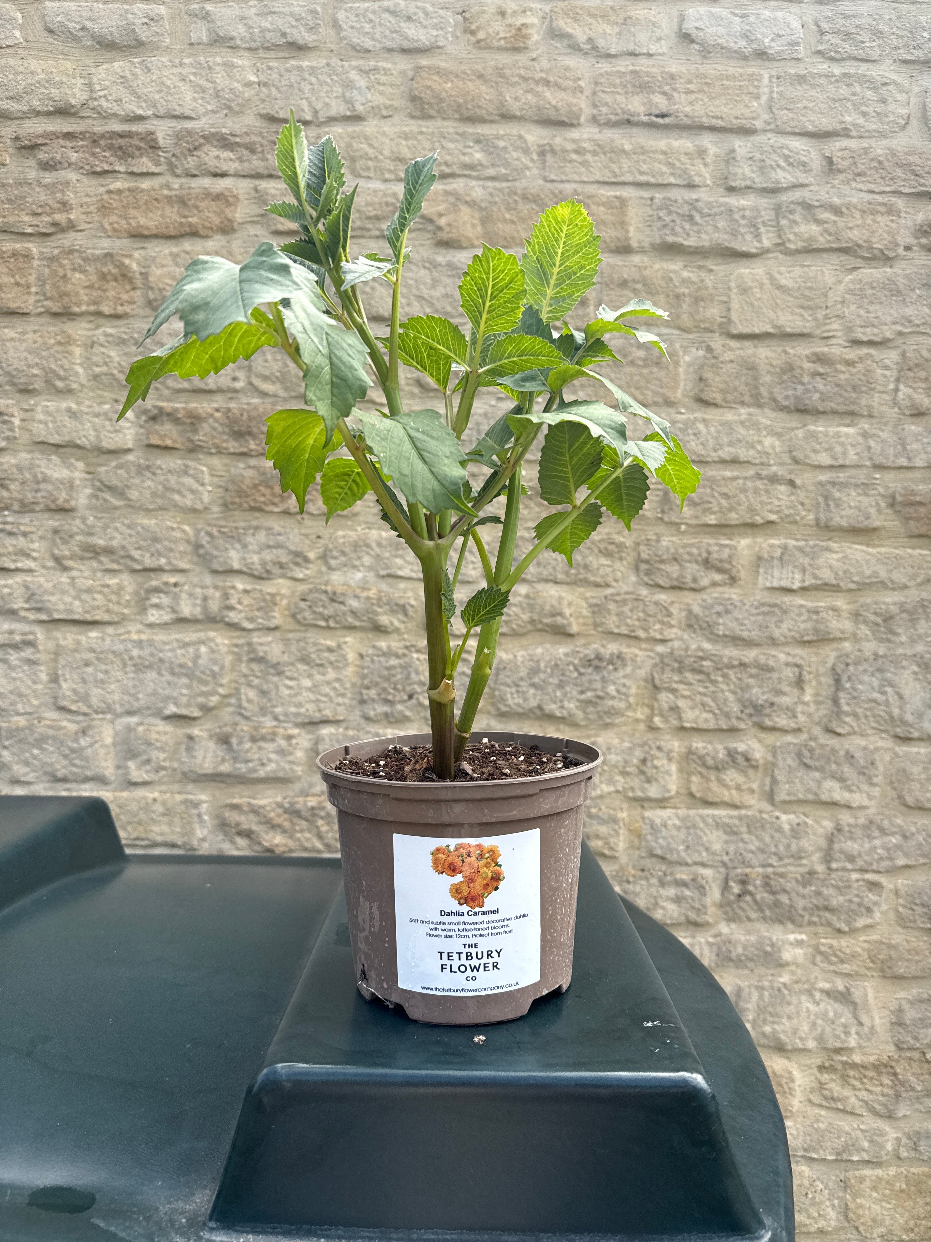 Dahlia 2L Caramel
