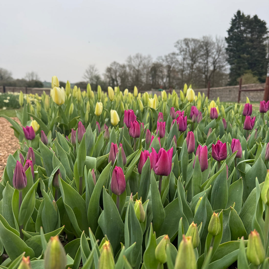 PYO Tulips Tuesday 14th April