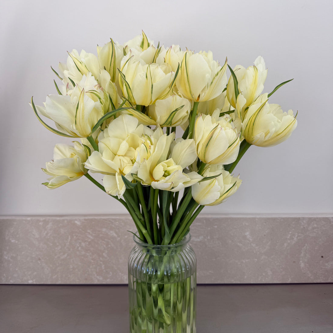 PYO Tulips Thursday 23rd April