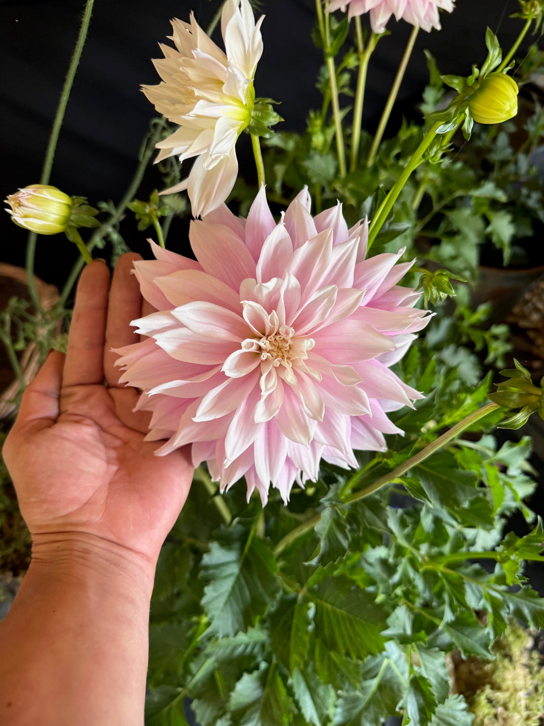 Dahlia Masterclass - Tuesday 8th September 2026