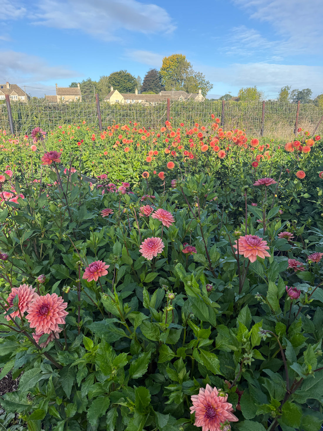 Dahlia Masterclass - Wednesday 12th August