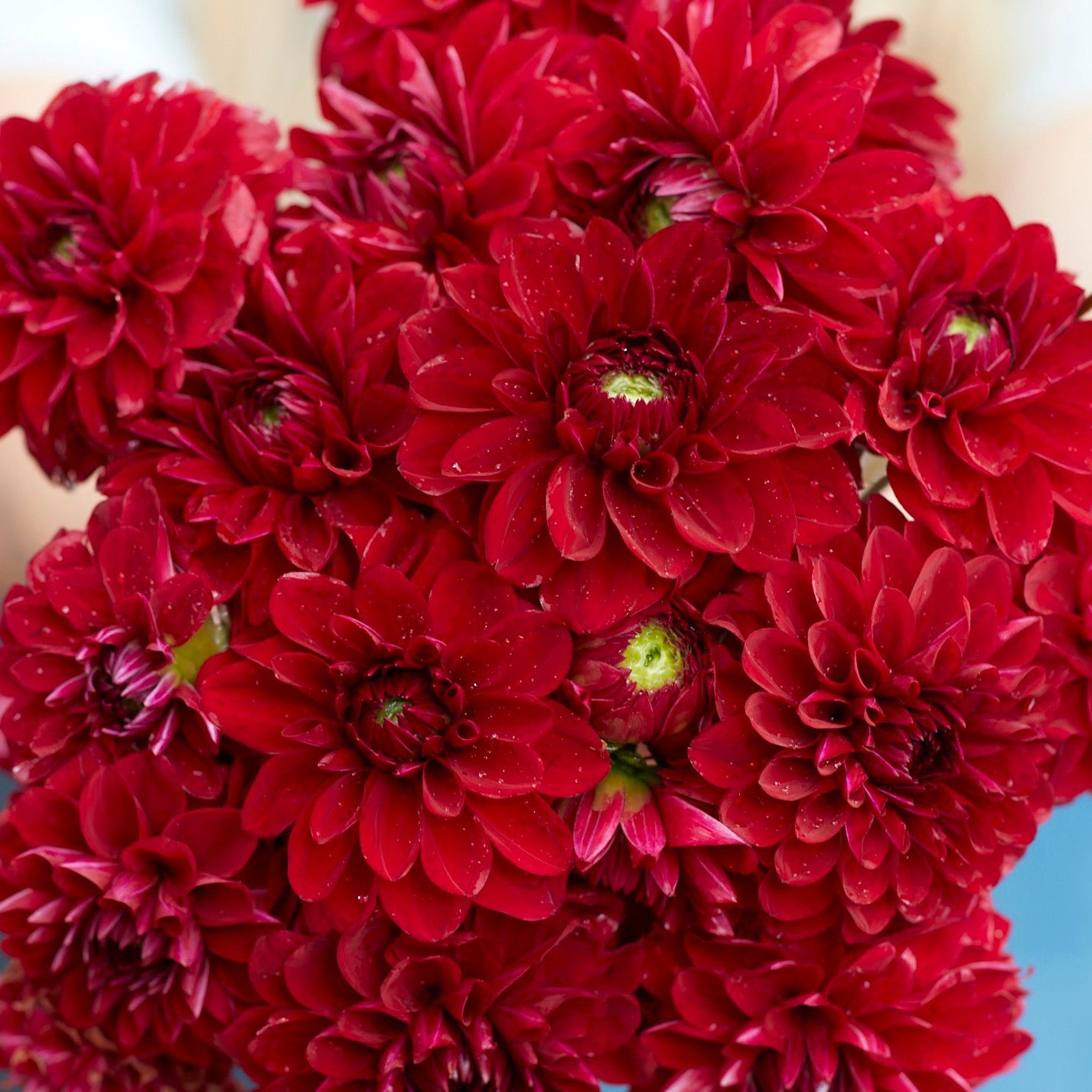 Red Queen