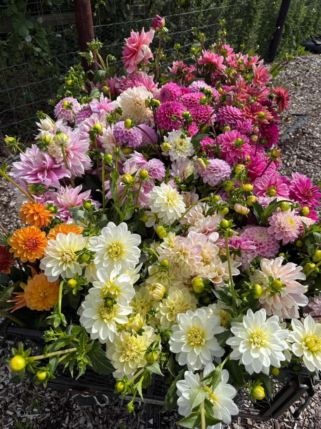 Dahlia Masterclass - Wednesday 16th September