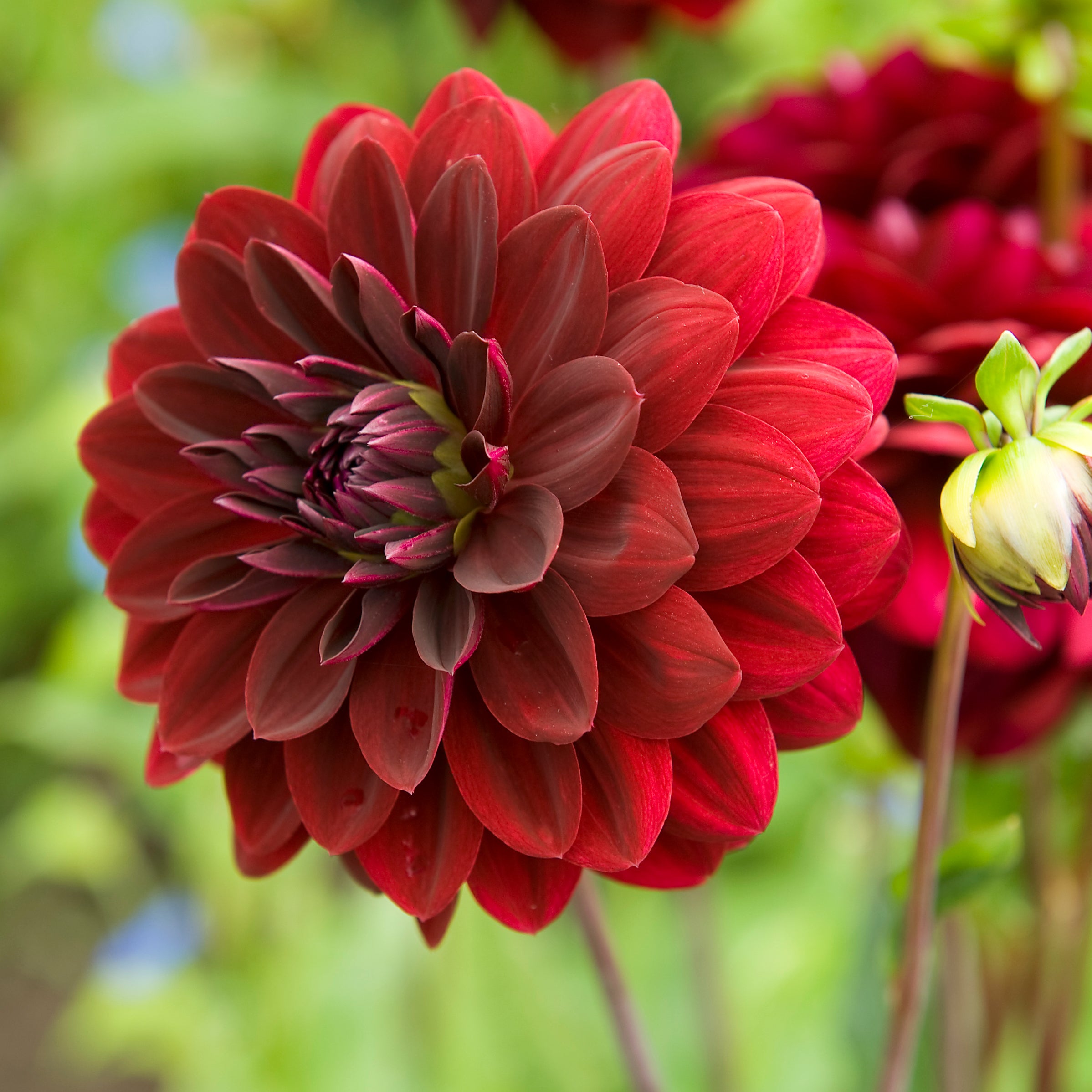 Dahlia 2L Arabian Night