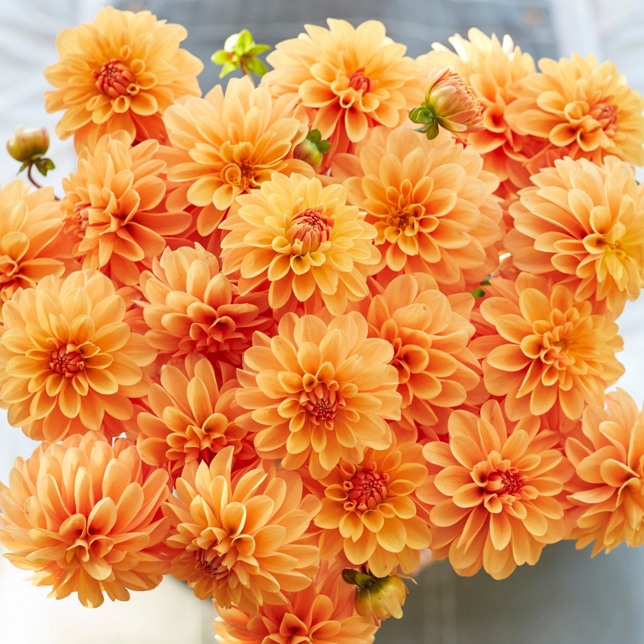 Dahlia 2L Bazuin Bright Orange