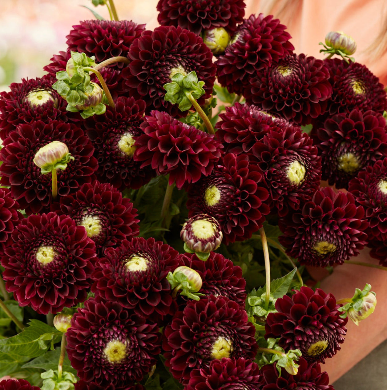 Dahlia 2L Black Pierre