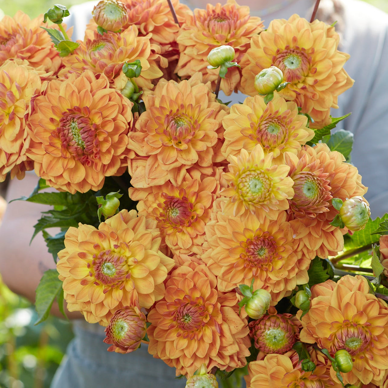 Dahlia 2L Caramel