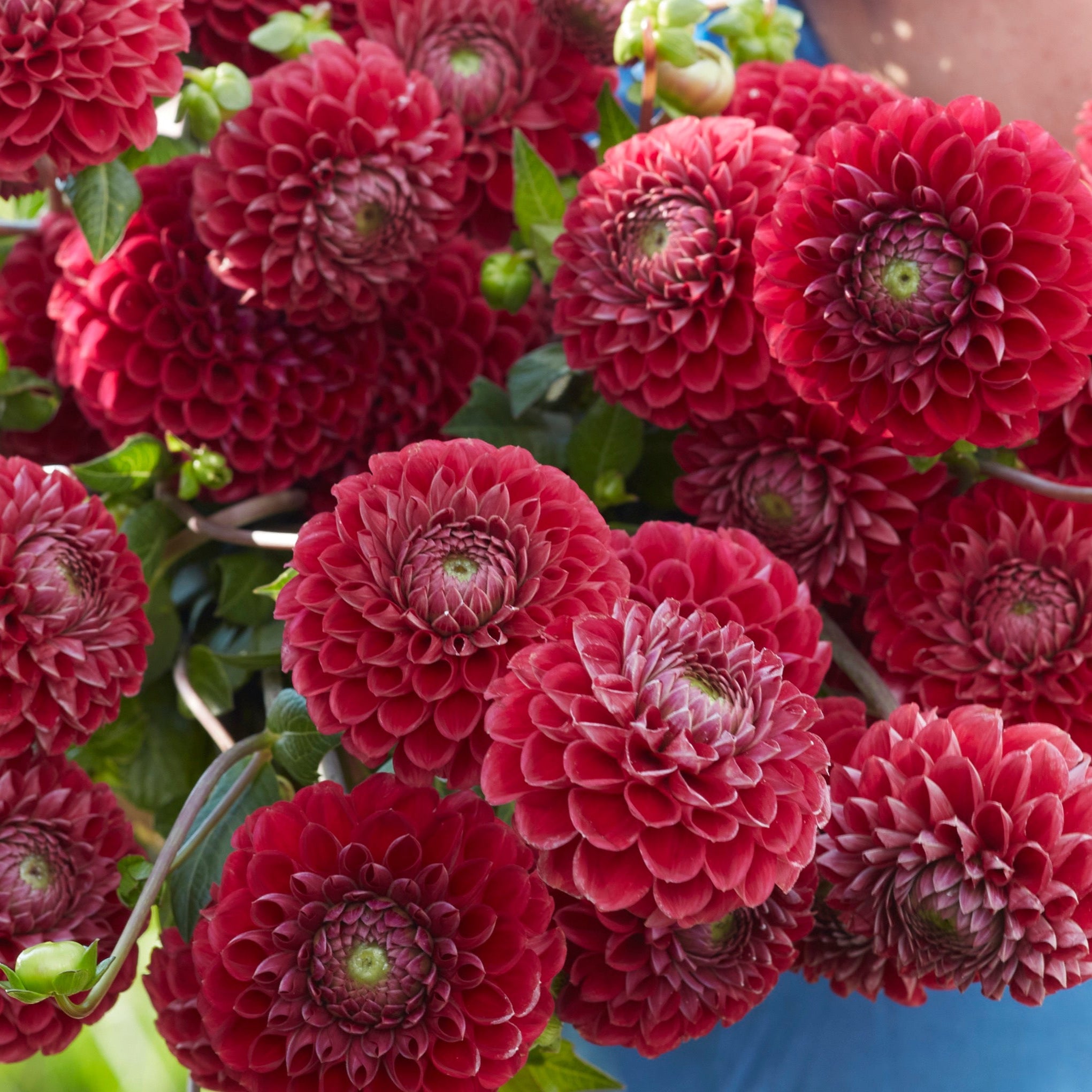 Dahlia 2L Cornel