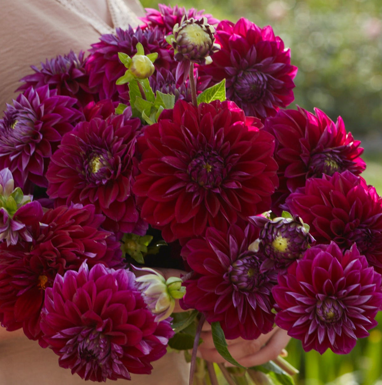 Dahlia 2L Diva Us