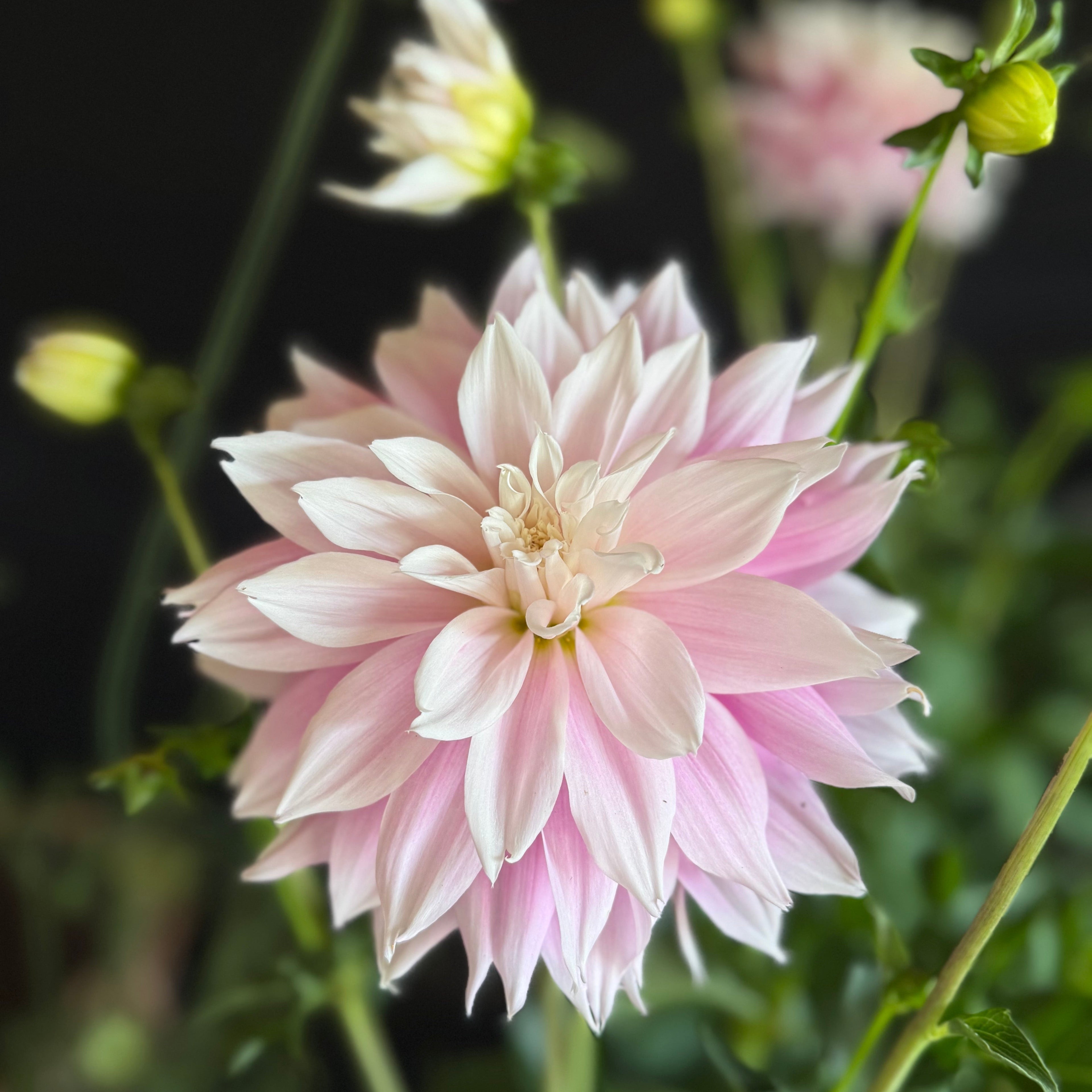 Dahlia 2L Evanah