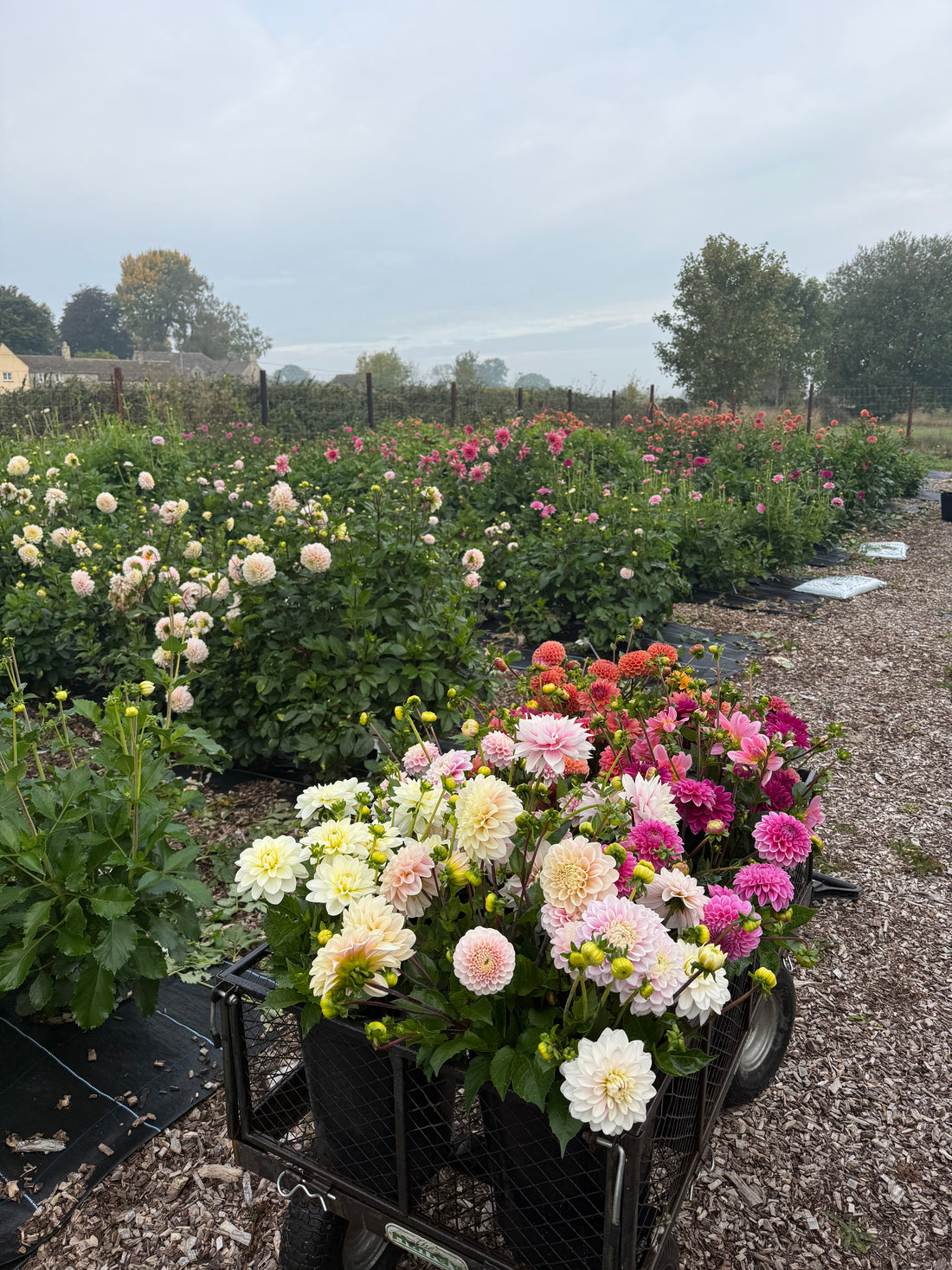 A trolley of dahlias in the dahlia field