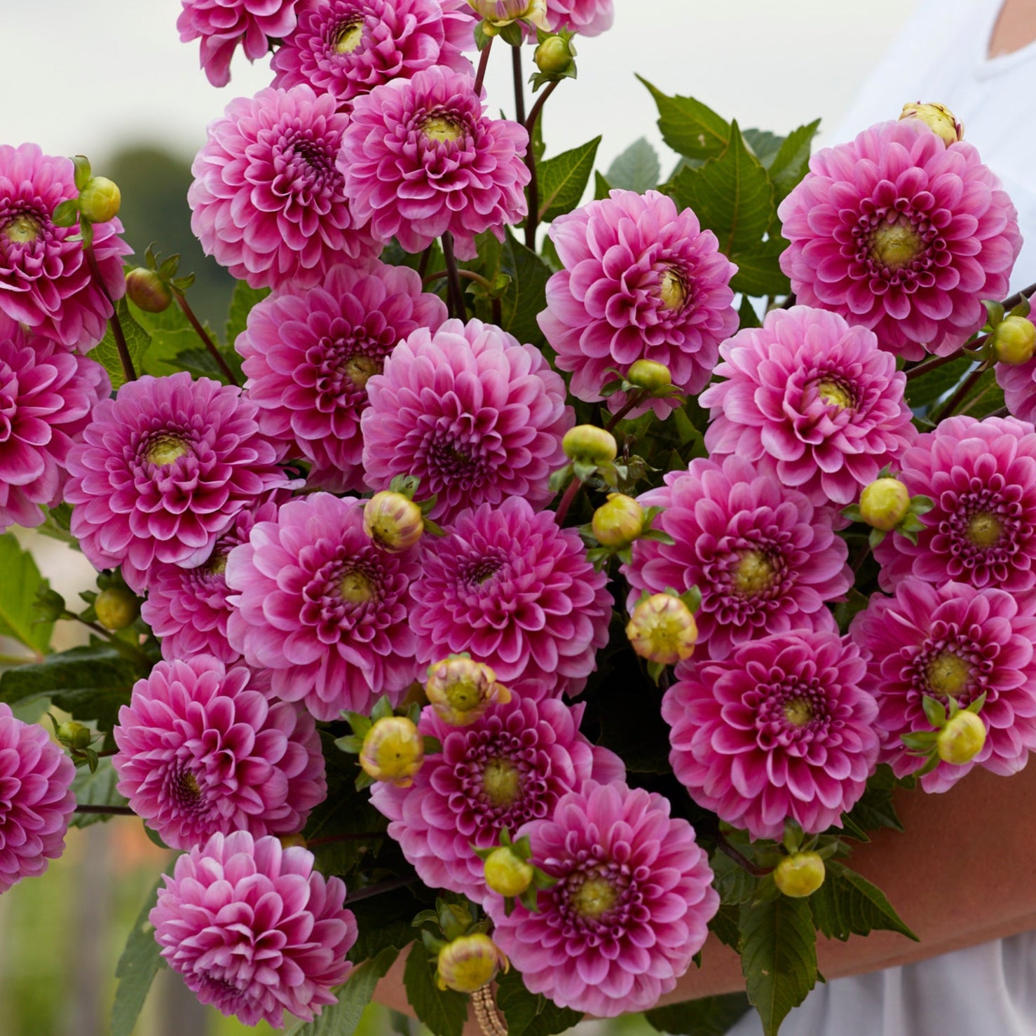 Dahlia 2L Happy Hour