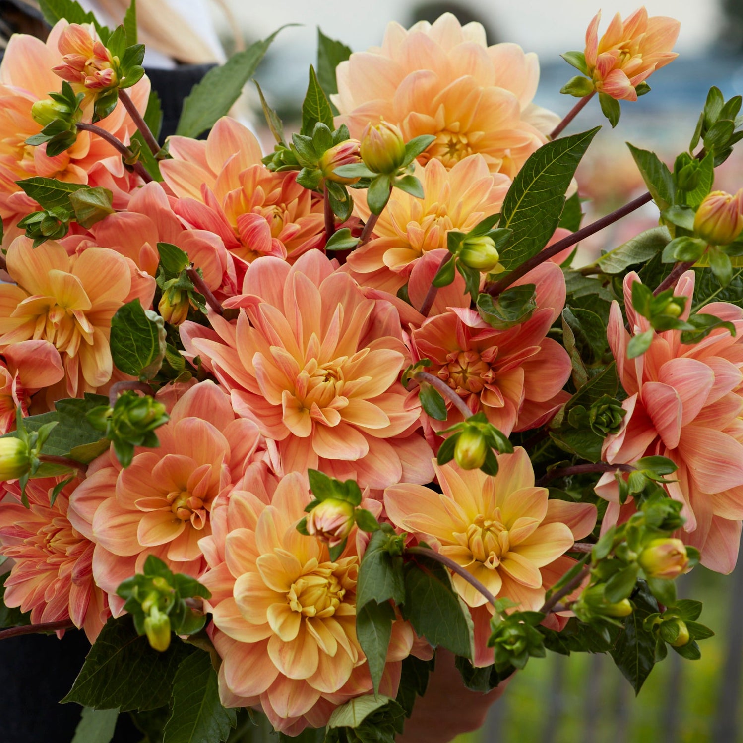 Dahlia 1L Mister Frans