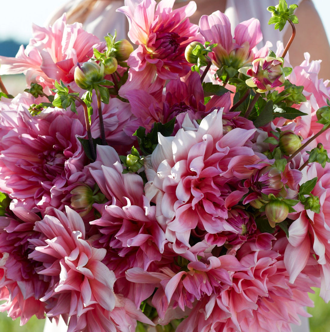 Dahlia 2L Otto’s Thrill