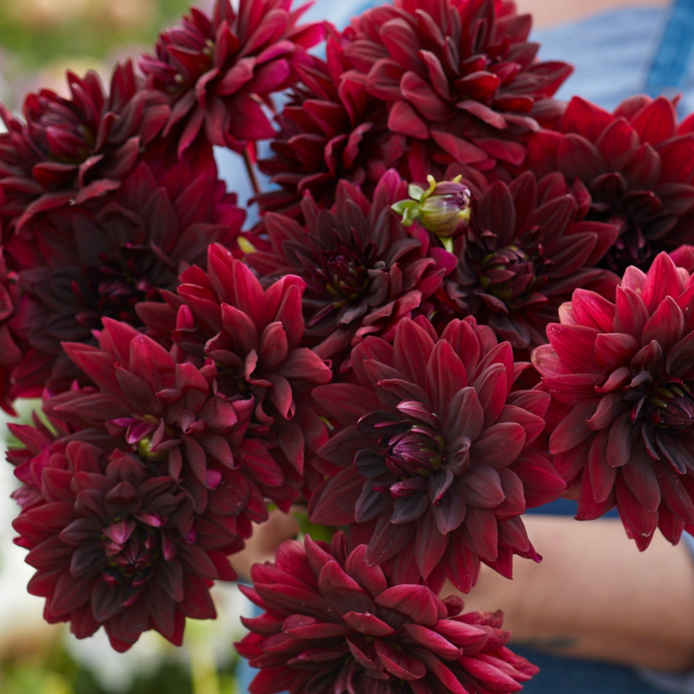 Dahlia 2L Sam Hopkins