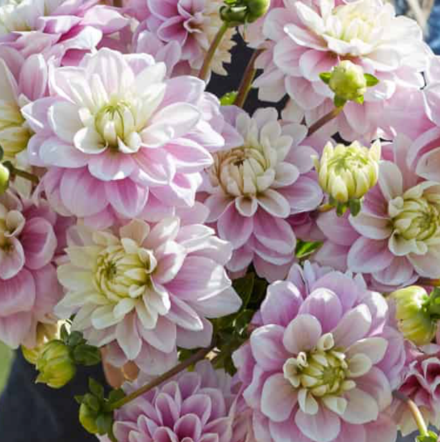 Dahlia 1L Sweet Nathalie
