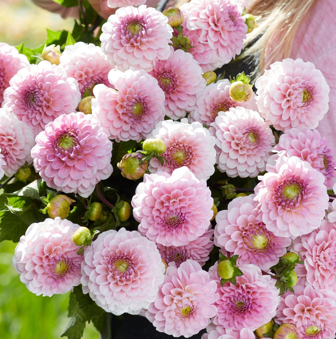 Dahlia 2L Wizard of Oz
