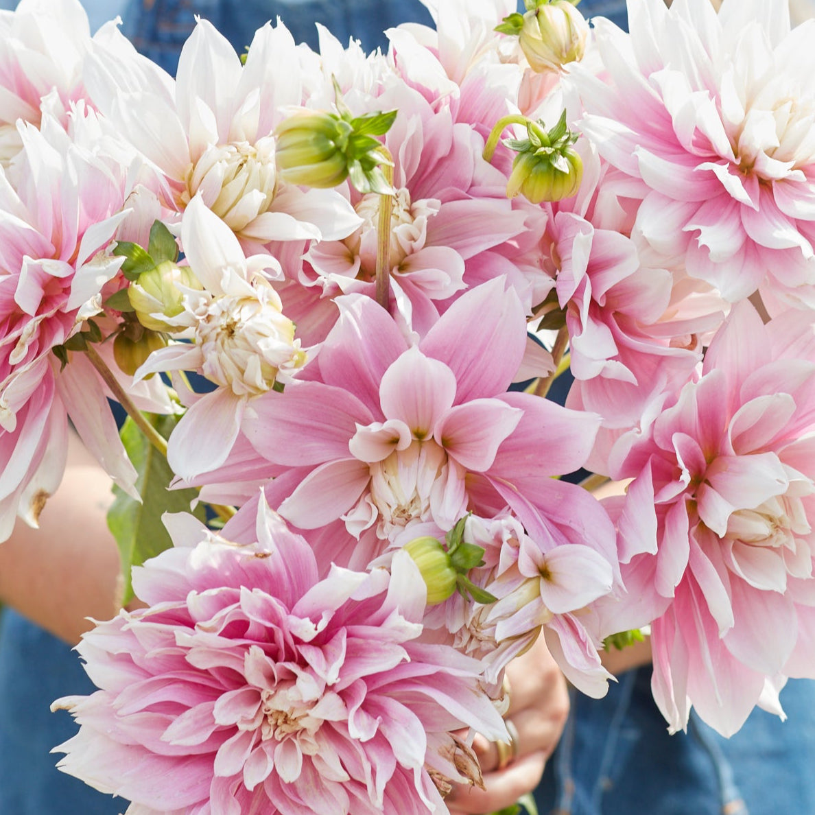 Dahlia 2L Evanah