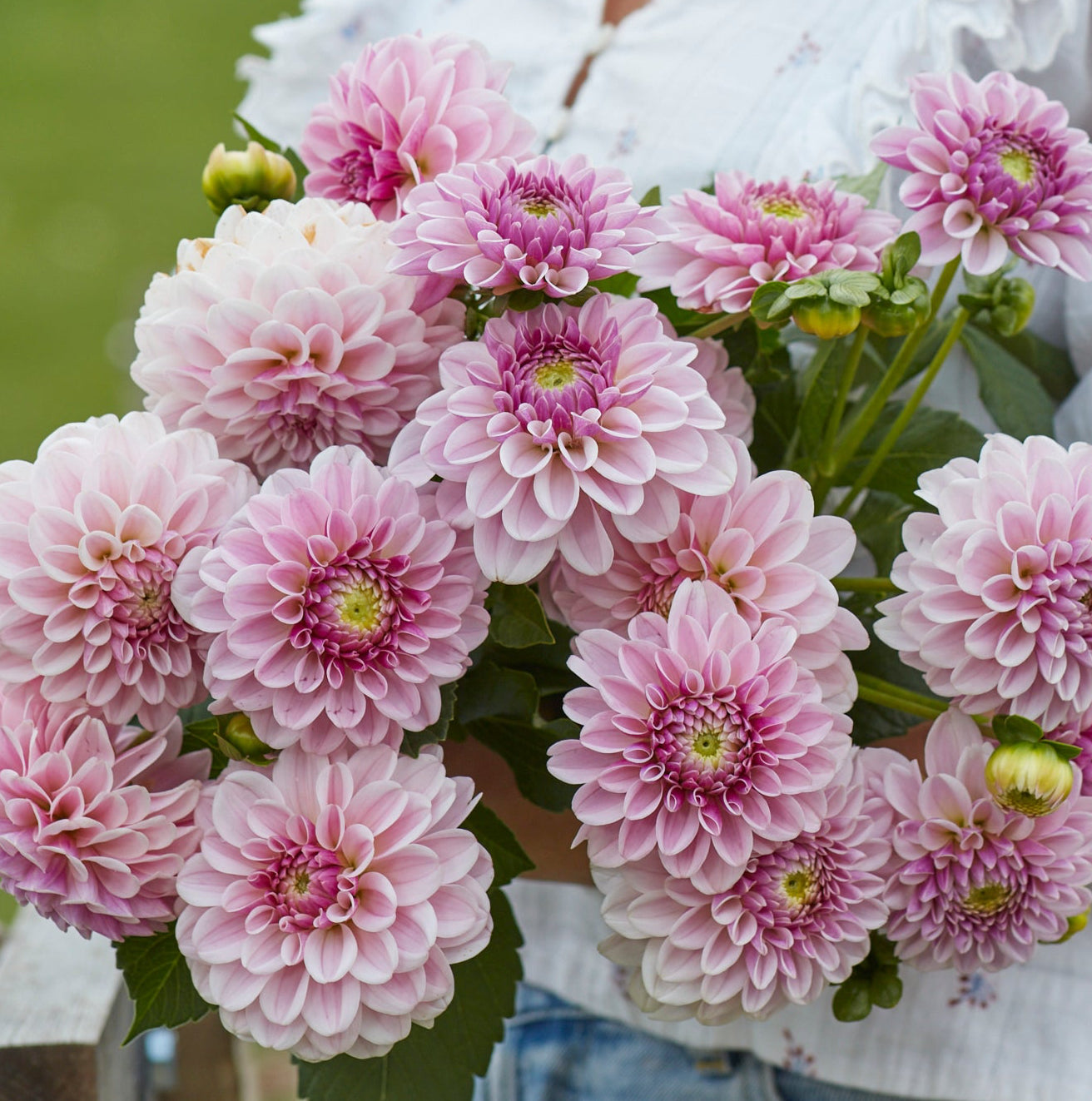 Dahlia 1L Pink Silk