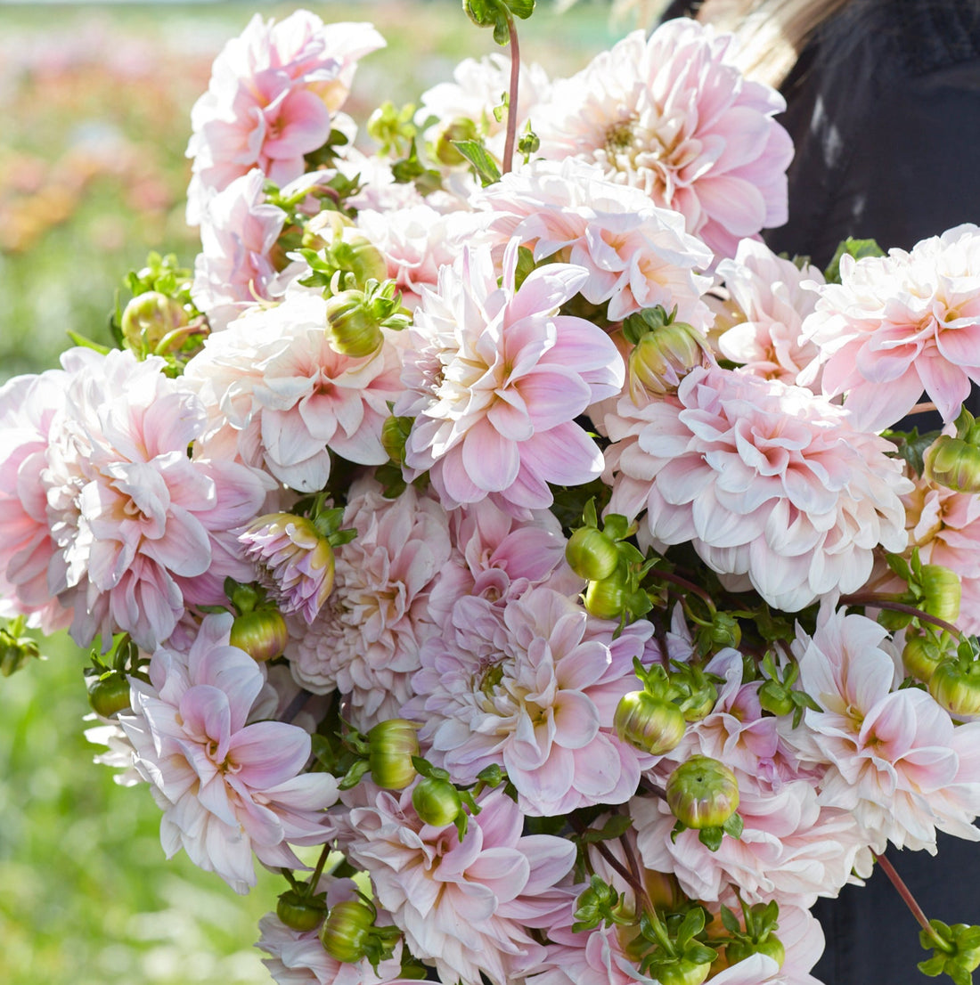 Sweet Nathalie Seeds - Decorative Dahlia