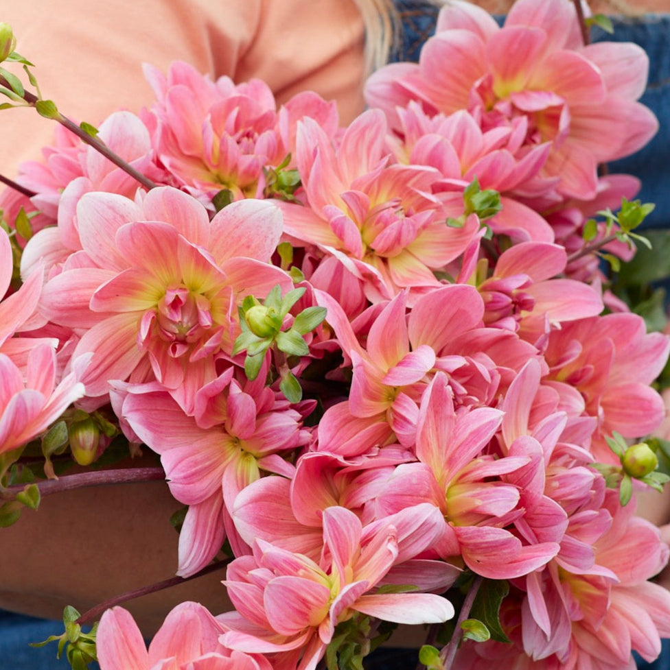 Dahlia 2L Twiggy