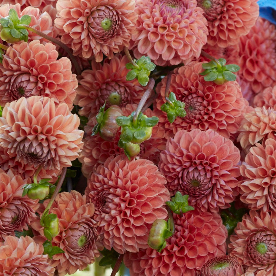 Dahlia 2L Cornel Brons