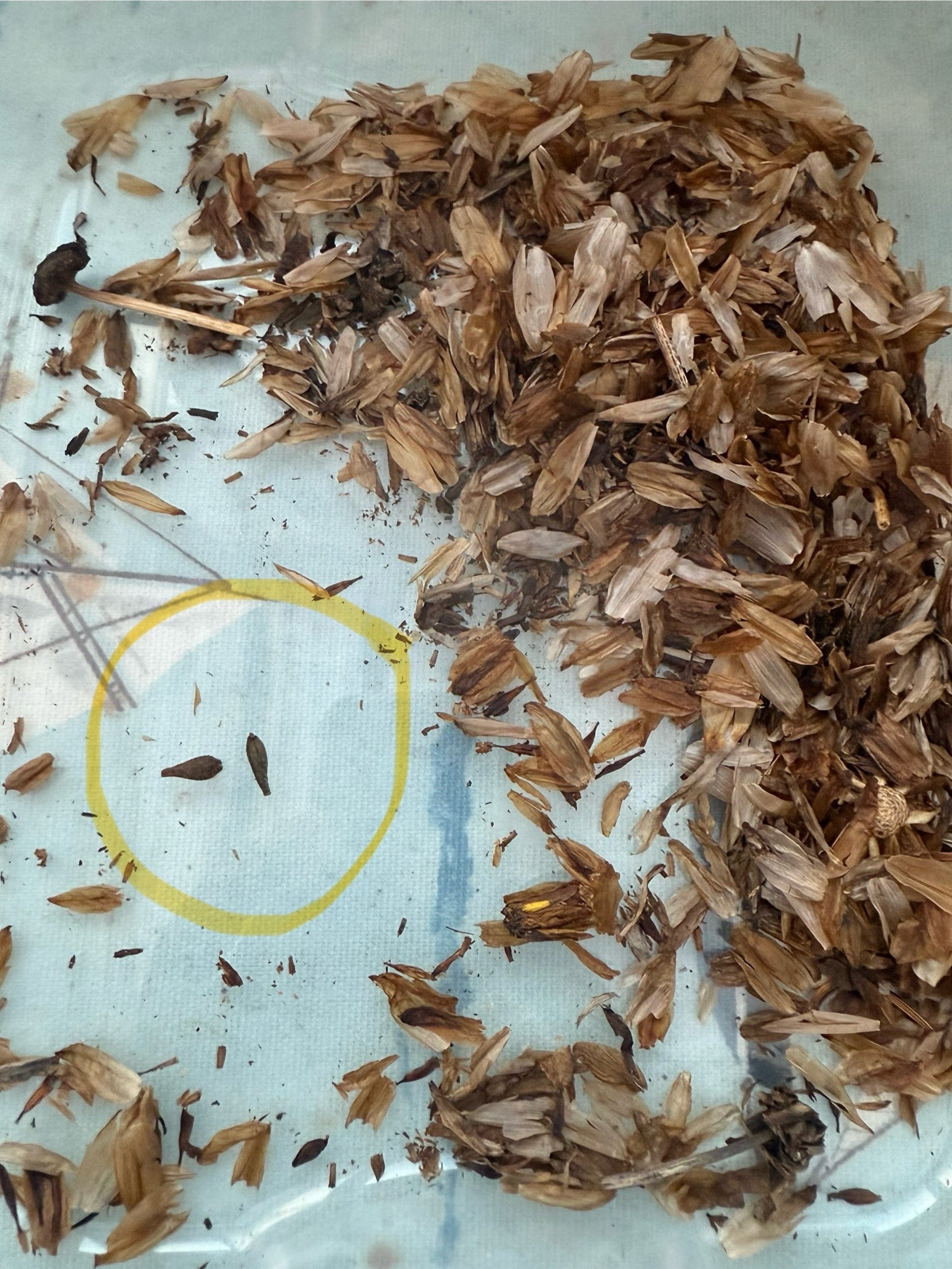 How to Collect and Grow Dahlias from Seed: A Late-Season Guide from The Tetbury Flower Company