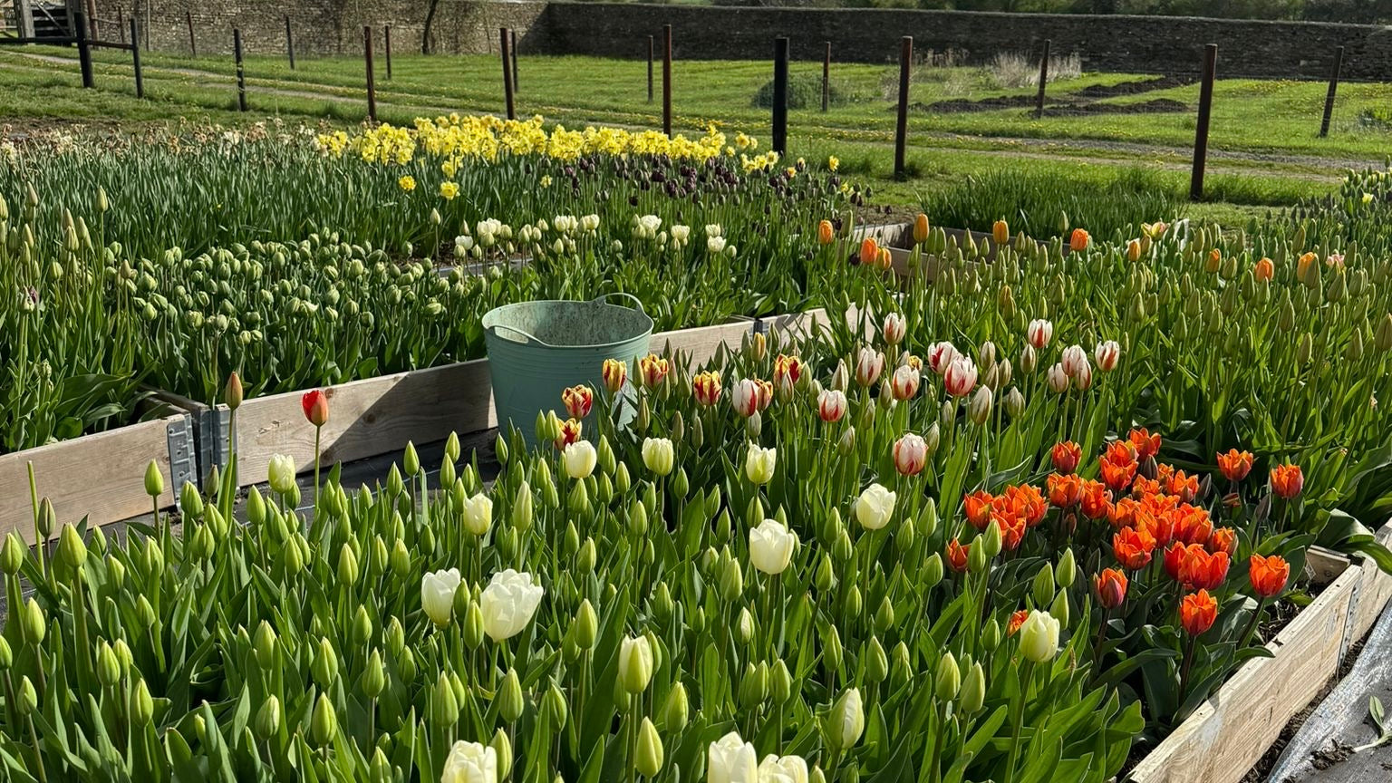 Field Grown British Tulips