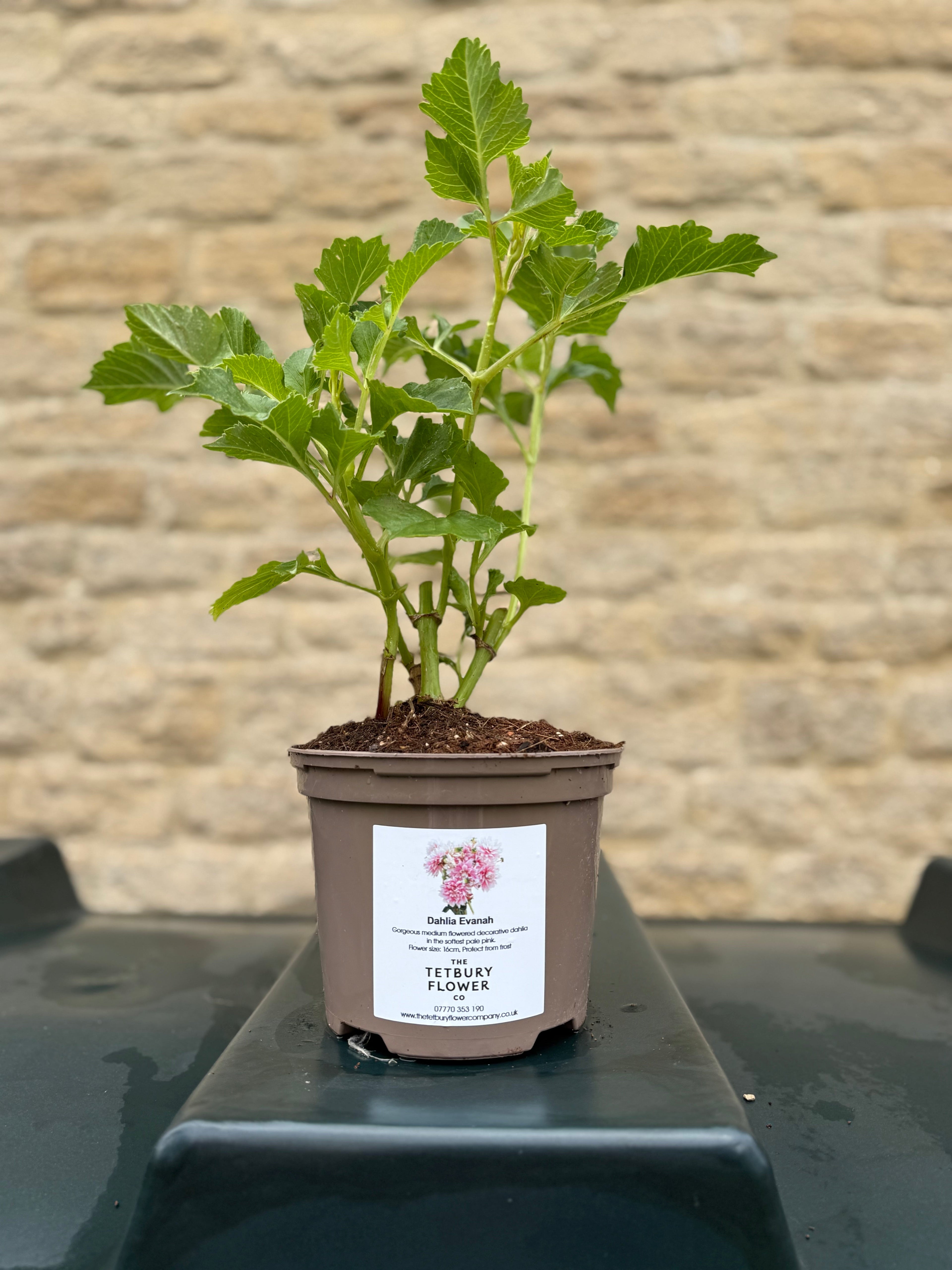 2L Potted Tuber Dahlia Plants