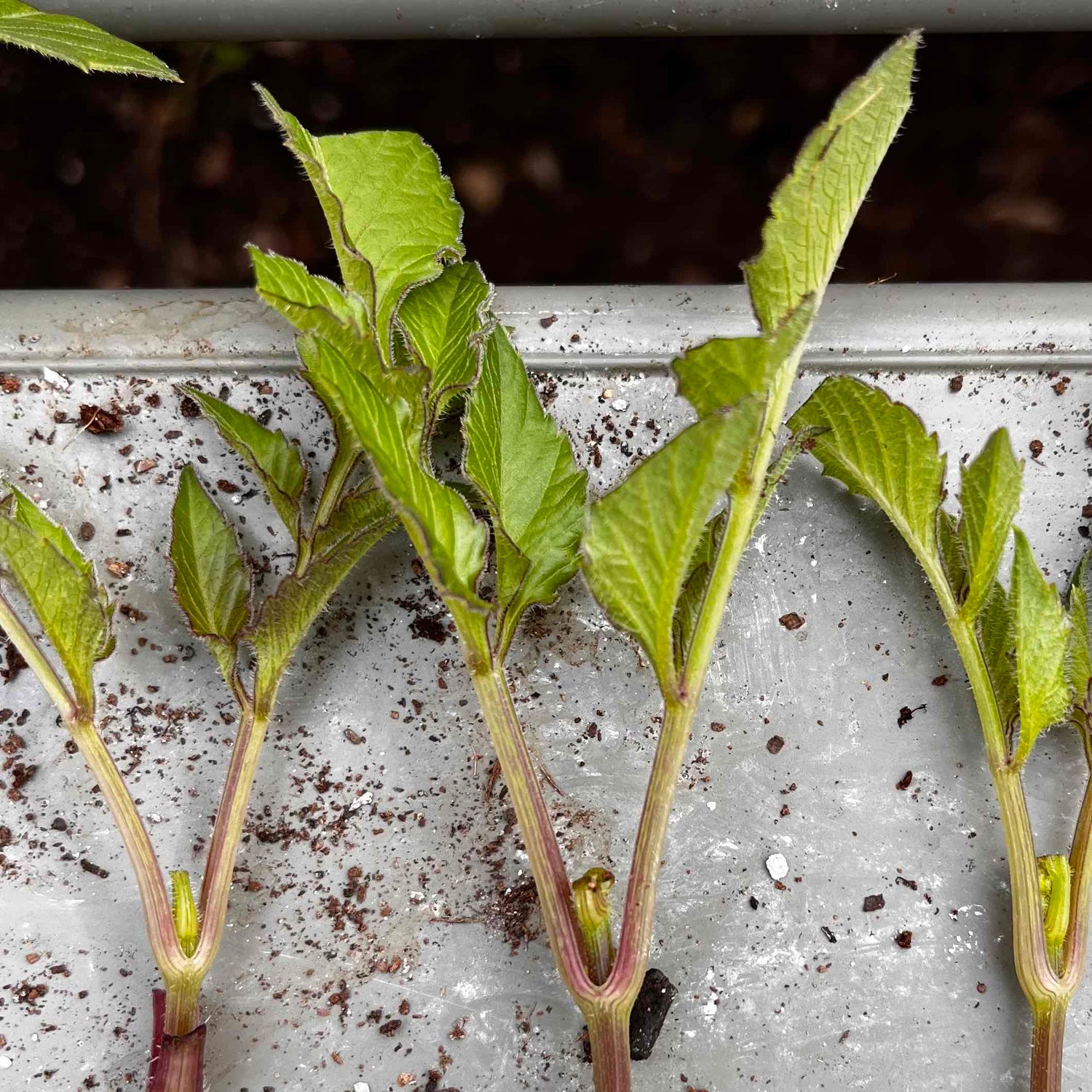 Rooted Dahlia Cuttings